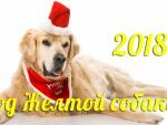 Гороскоп на 2018-й год Собаки
